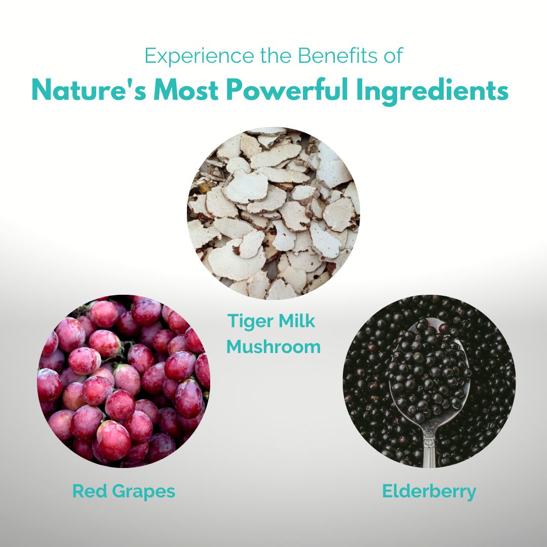 Pegaga & Tiger Milk Mushroom Travel Bundle